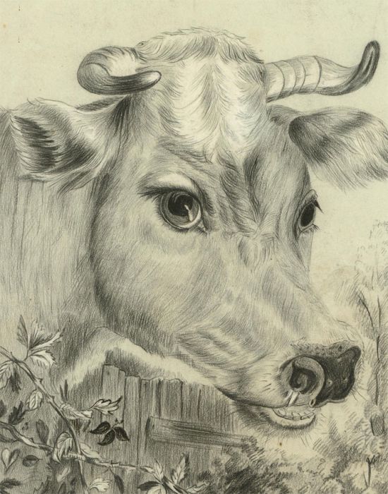 Mid 19th Century Graphite Drawing - The Gentle Cow