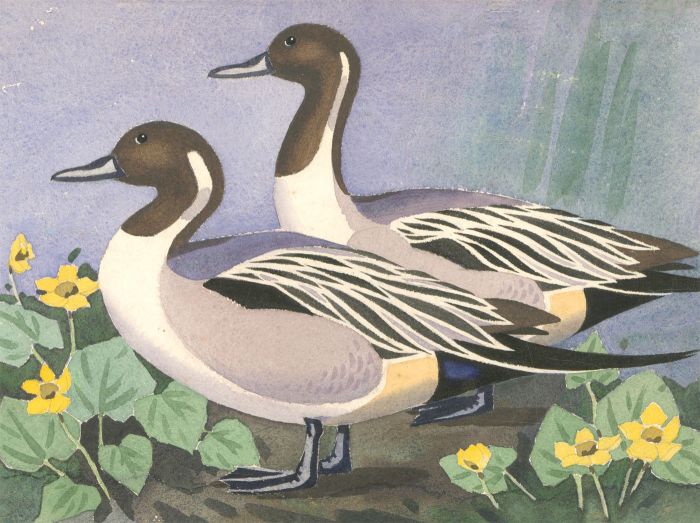 John Barnes - 1954 Watercolour, Two Barnacle Geese