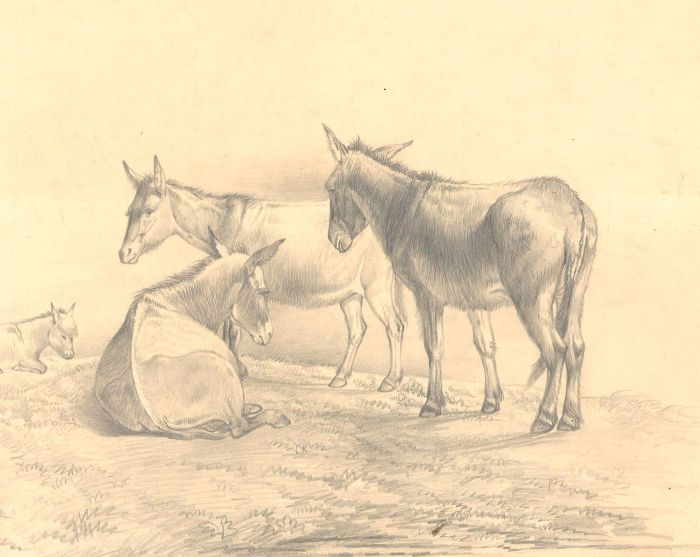 Late 19th Century Graphite Drawing - Four Donkeys in a Field