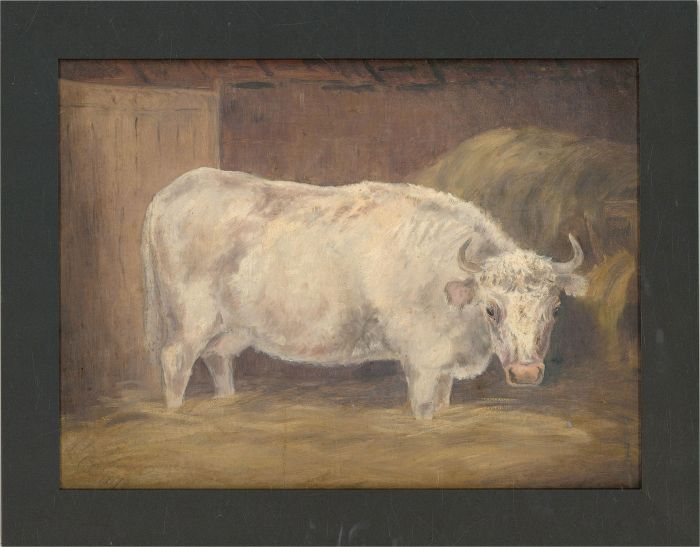 1870 Oil - White Cow