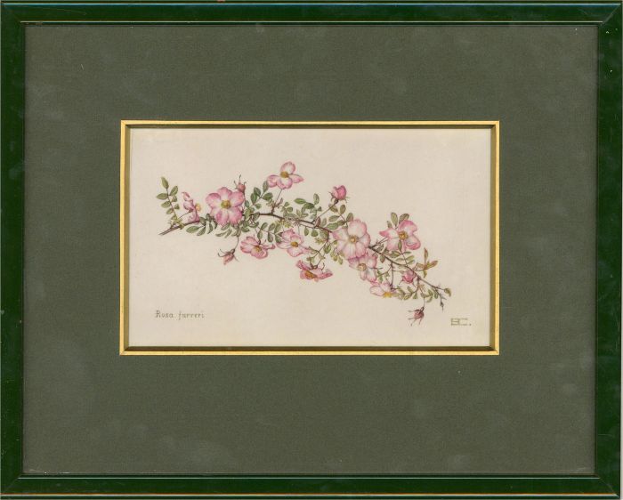 Elizabeth Cameron (1915-2009) - 1988 Watercolour, Threepenny Bit Rose