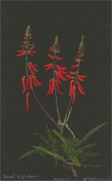 1932 Watercolour - Dwarf Kaffir Bloom