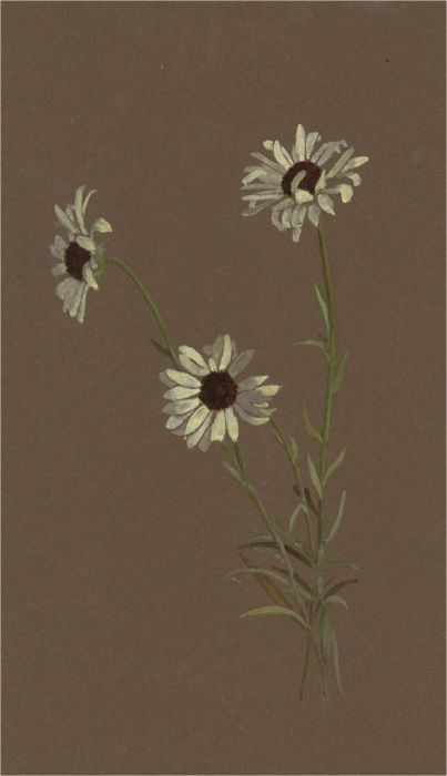 1932 Watercolour - Ox Eye Daisies