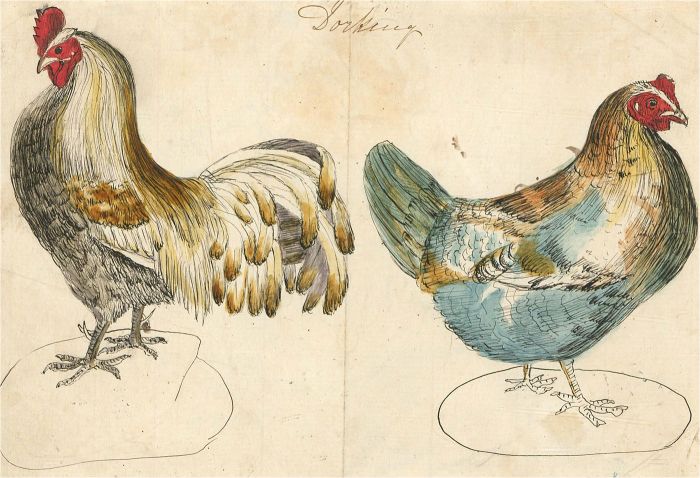 Early 20th Century Pen and Ink Drawing - The Cockerel and the Hen