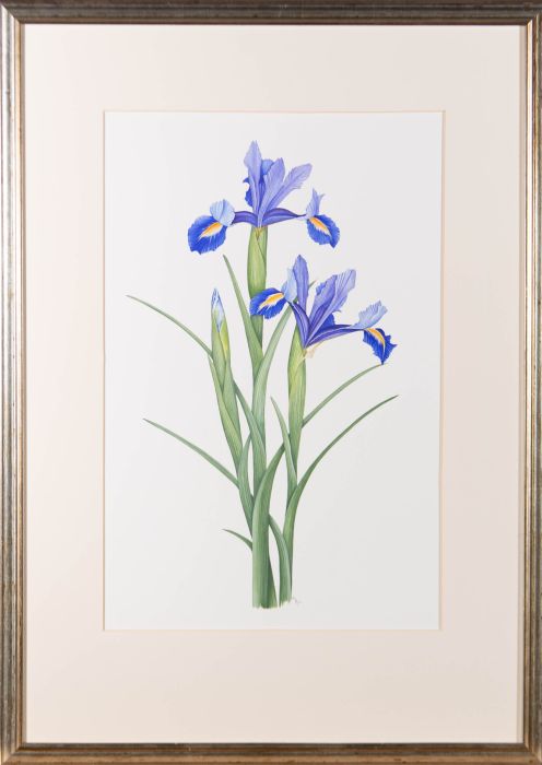Robert Howe - 2003 Watercolour, Blooming Irises