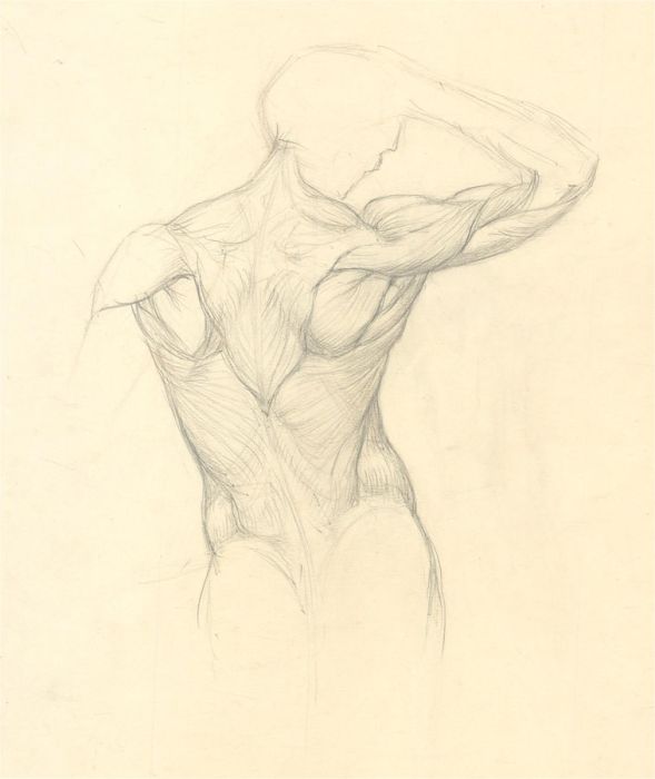 Dorothy Levett - Early 19th Century Graphite Drawing, Muscular Study