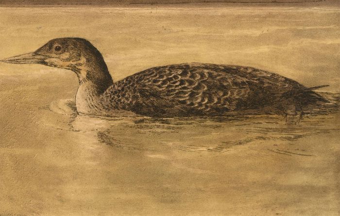 Elizabeth Armsden - Early 20th Century Etching, Duck