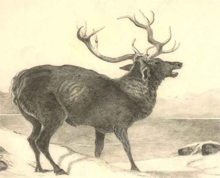 Amy F. Bridges - Late 19th Century Graphite Drawing, The Stag