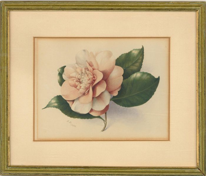 A.D. - 1850 Watercolour, Light Pink Flower Study