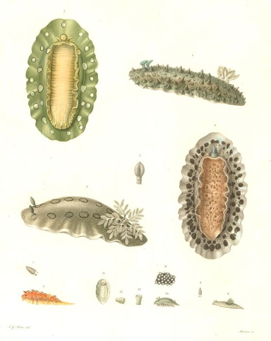 Jean-Gabriel Prêtre (1768–1849) - Early 19th Century Stipple Engraving, Molluscs