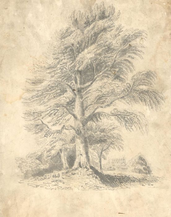 Late 19th Century Graphite Drawing - A Grand Tree