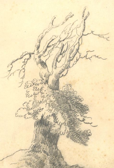 Mary Anne Baignis - 1825 Graphite Drawing, Study of a Tree