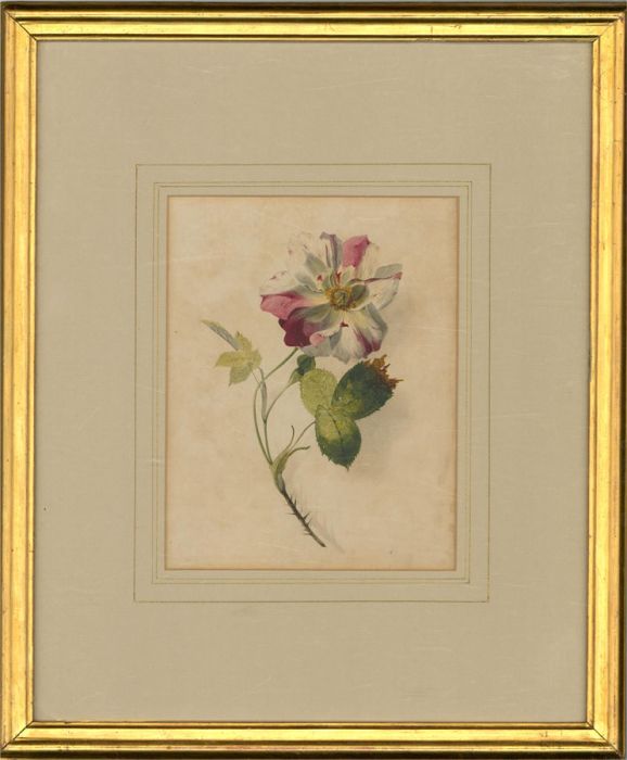 Mid 19th Century Watercolour - Wild Rose