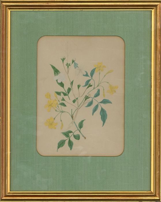 Framed Late 19th Century Watercolour - Yellow Wildflowers