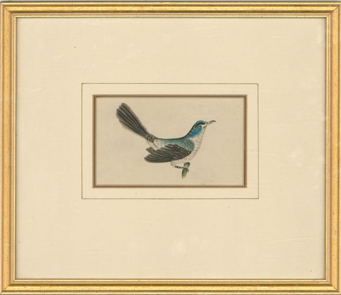 Mid 19th Century Watercolour - Blue Bird Study