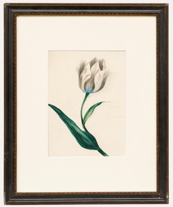 Early 20th Century Watercolour - Tulip Study I
