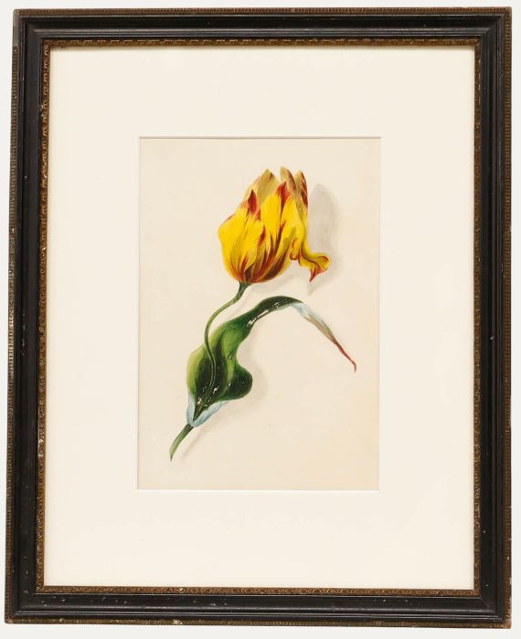 Early 20th Century Watercolour - Tulip Study II