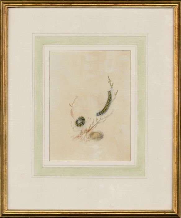 Framed Mid 19th Century Watercolour - Future Cabbage White Butterflies