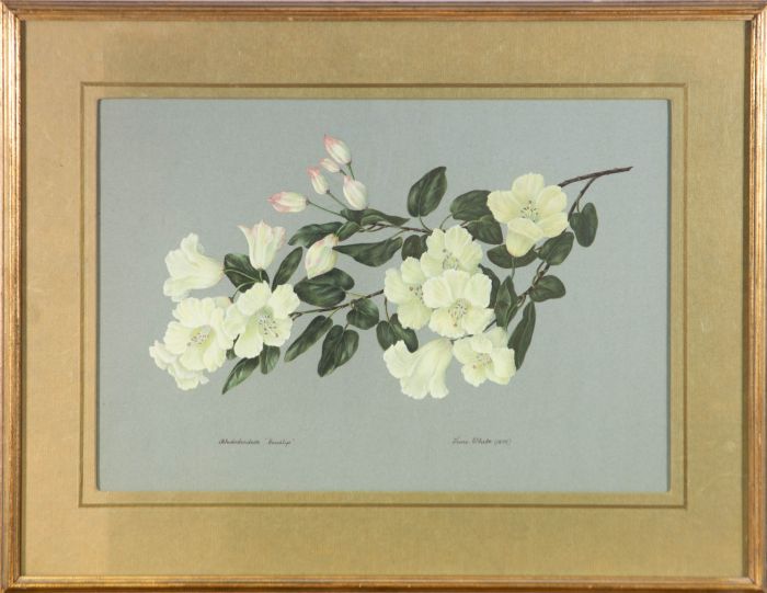 Jane White - 1975 Gouache, Rhododendron