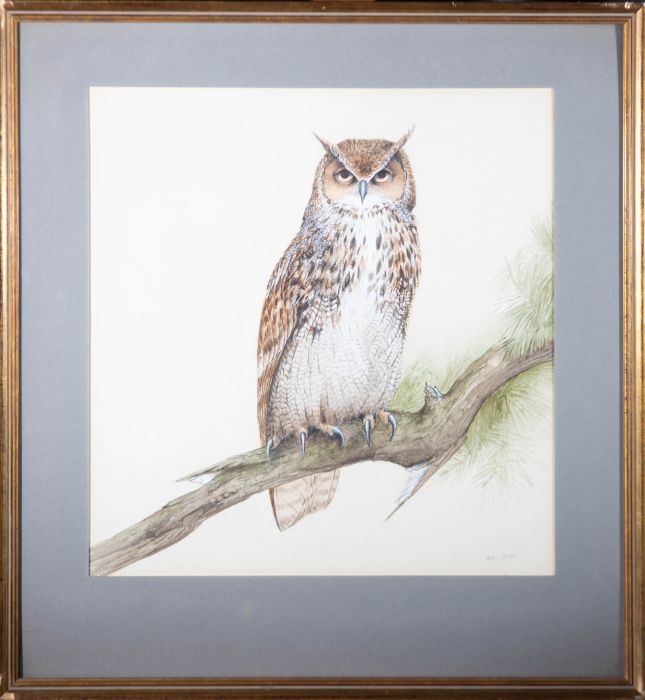 Alastair R. - 20th Century Watercolour, An Owl
