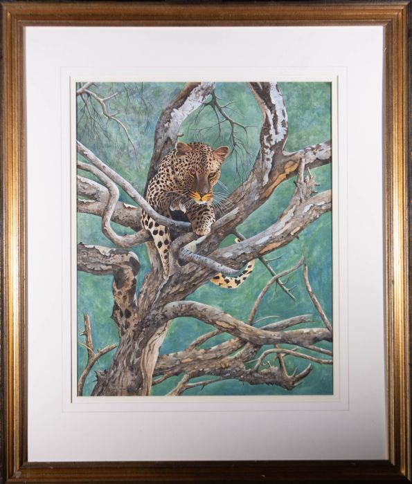 Terence Balm - Large Contemporary Watercolour, Leopard in a Tree