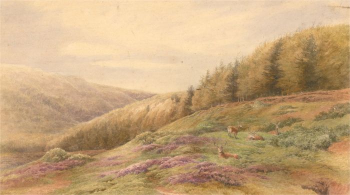 19th Century Watercolour - Highland Stags