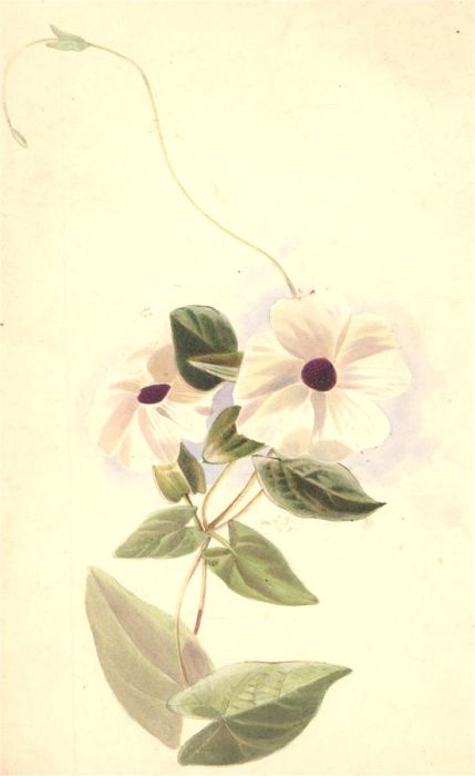 W. A. Wright - Framed Late 19th Century Watercolour, Botanical Study