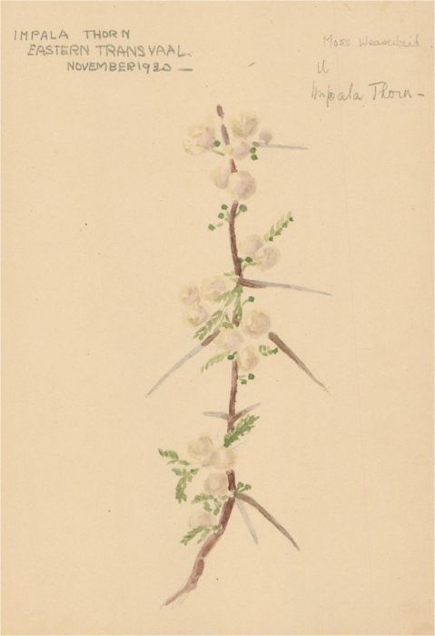 1930 Watercolour - Impala Thorn