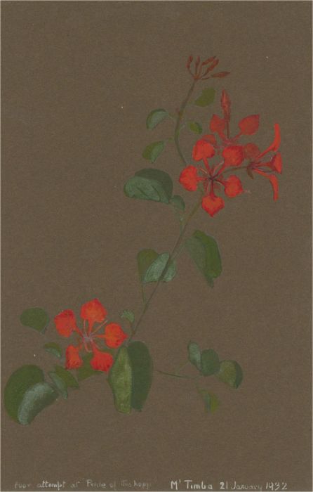 Early 20th Century Watercolour - Red Flowers On A Vine