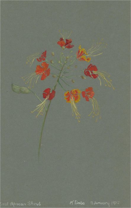 Early 20th Century Watercolour - East African Shrub Study