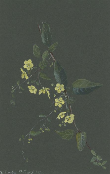 1932 Watercolour - Yellow Creeper