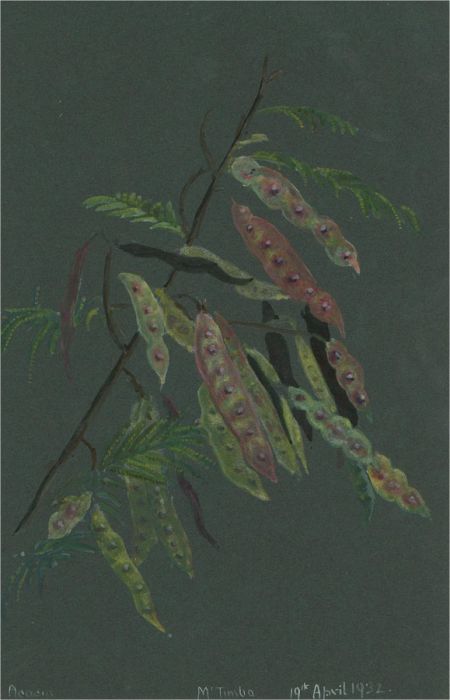 Early 20th Century Watercolour - Acacia Branch