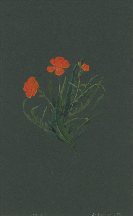 Early 20th Century Watercolour - Orange Flower Study