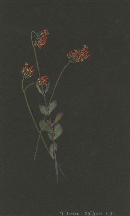 1932 Watercolour - Botanical Study