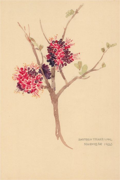1930 Watercolour - Berries And Petals