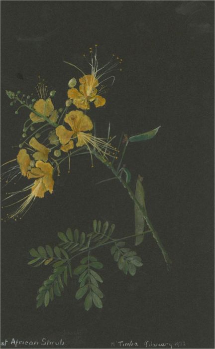 1932 Watercolour - East African Shrub