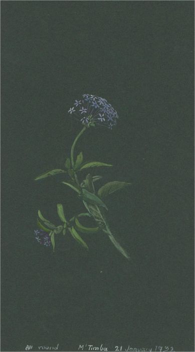Early 20th Century Watercolour - Lilac Flowers