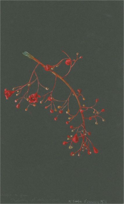 Early 20th Century Watercolour - Red Frond