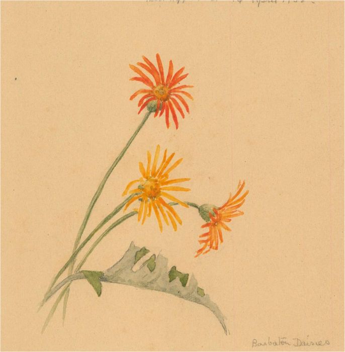 1932 Watercolour - Barberton Daisies