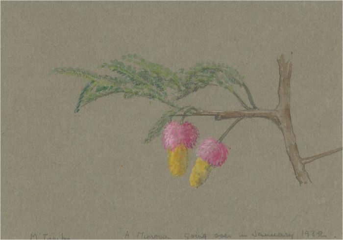 1932 Watercolour - Mimosas Going Over In January