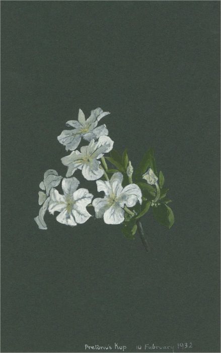 1932 Watercolour - White Blossom