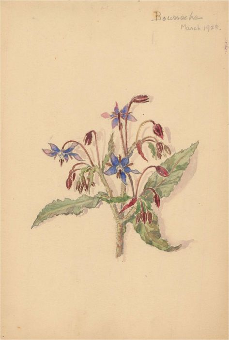 1928 Watercolour - A Sprig Of Blossom