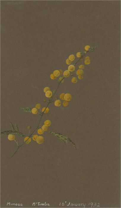 1932 Watercolour - Yellow Mimosa Flowers