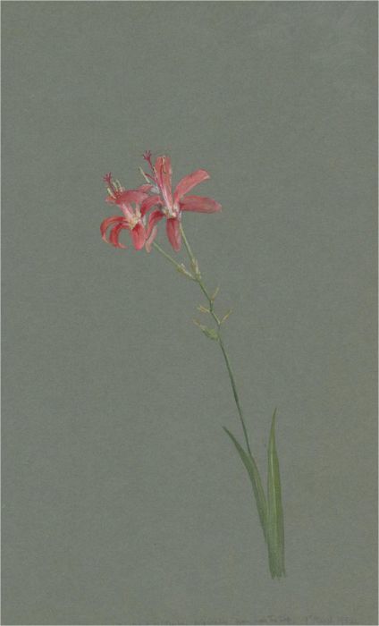 1932 Watercolour - Pink Blooms