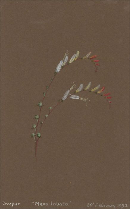 1932 Watercolour - Mena Lobata