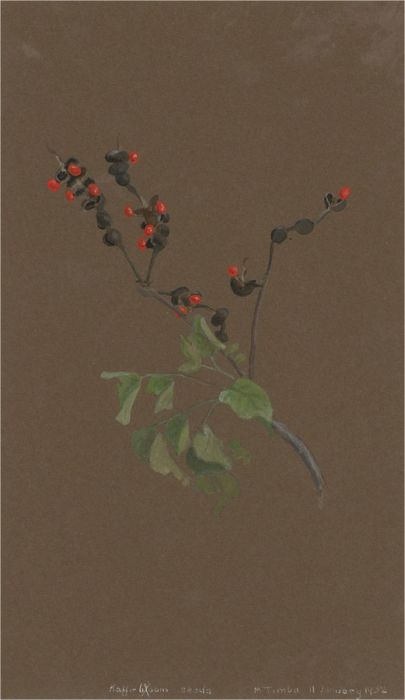1932 Watercolour - Kaffir Seeds