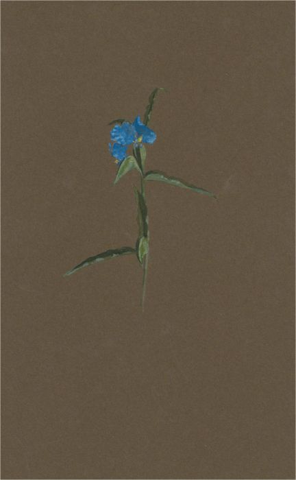 1932 Watercolour - Miniature Blue Iris