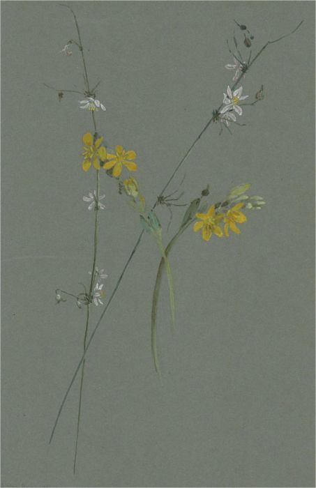 1932 Watercolour - Yellow And White Flowers