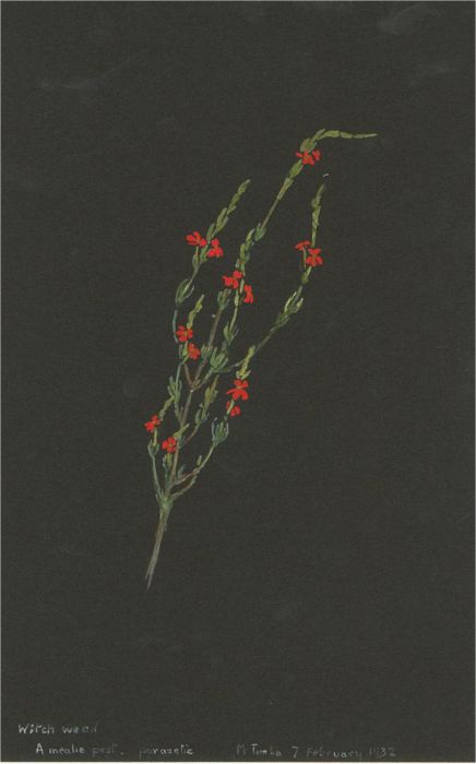 1932 Watercolour - Witch Weed