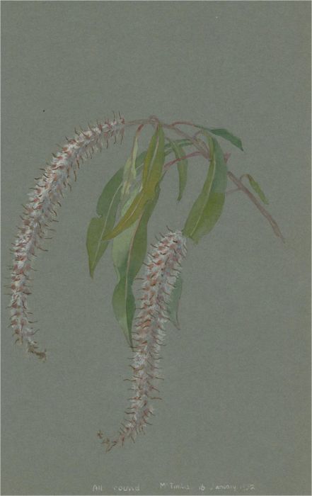 1932 Watercolour - Botanical Study II